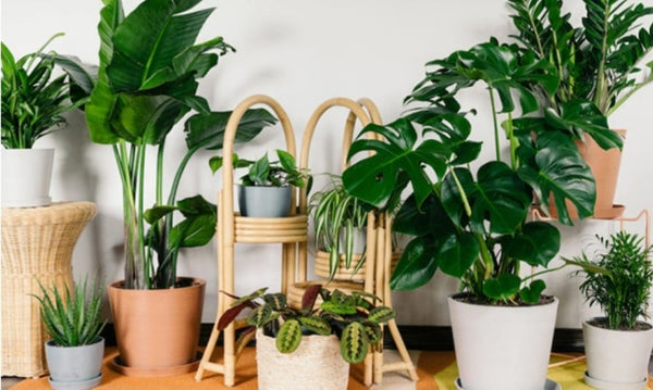 Plants and Succulents | Blooms of Paradise