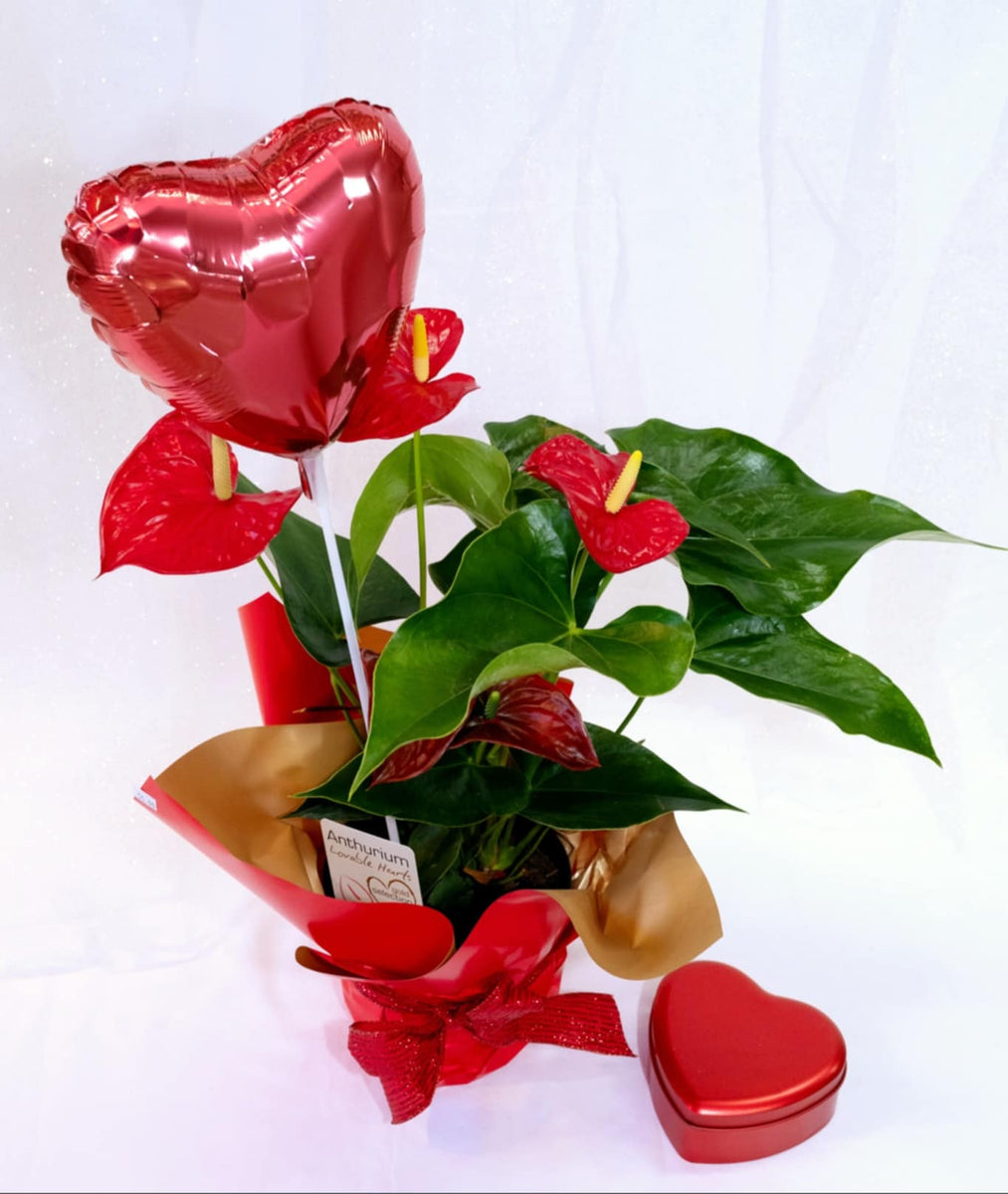 anthurium lovable hearts Love & Elegance Anthurium – Valentine's Special –