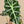Load image into Gallery viewer, Alocasia Dwarf Amazonica - Blooms of Paradise
