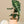Load image into Gallery viewer, Alocasia Dwarf Amazonica - Blooms of Paradise