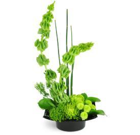 Emerald Zen Flowers for any occasion featuring Blooms of Paradise1