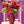 Load image into Gallery viewer, Premium Red Roses - Blooms of Paradise Cambridge