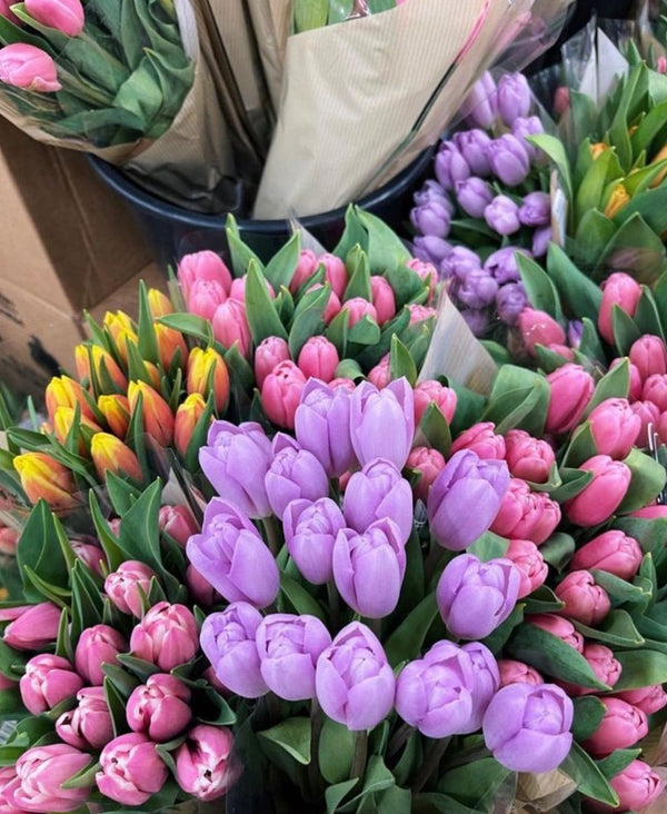 Spring - Blooms of Paradise Cambridge