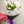 Load image into Gallery viewer, Chanel - Inspired Pink Tulip Bouquet - Blooms of Paradise Cambridge
