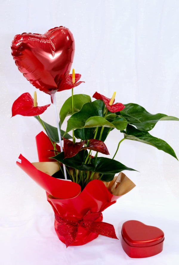 anthurium valentine Love & Elegance Anthurium – Valentine's Special –