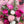 Load image into Gallery viewer, Peony Bloom - Blooms of Paradise Cambridge
