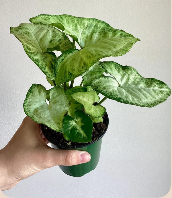 Syngonium White Butterfly - Cambridge Flowers & Co.