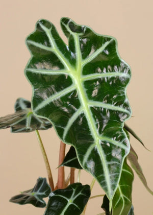Alocasia Dwarf Amazonica - Blooms of Paradise