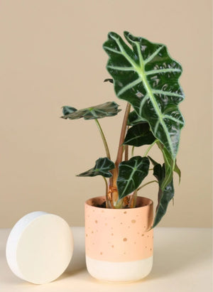 Alocasia Dwarf Amazonica - Blooms of Paradise