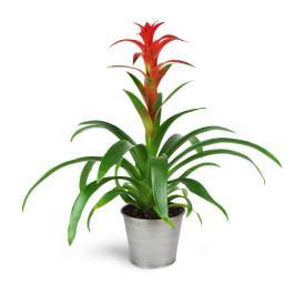 Bromeliad tropical plant elegant indoor air purifier
