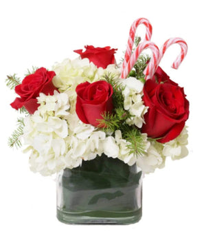 CANDY CANE LINE - Blooms of Paradise