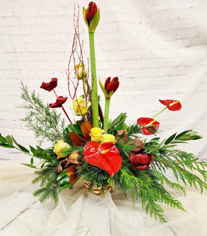 Christmas Amaryllis Lifestyle - Blooms of Paradise