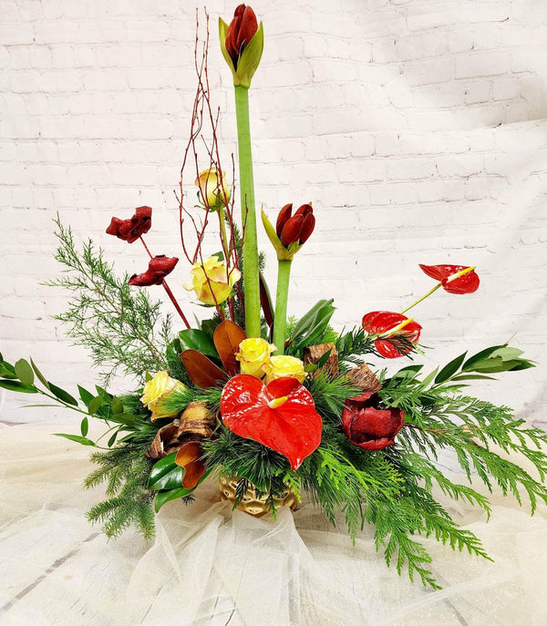Christmas Amaryllis Lifestyle - Blooms of Paradise