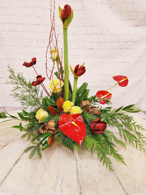 Christmas Amaryllis Lifestyle - Blooms of Paradise