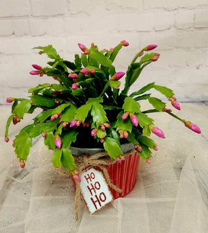 CHRISTMAS CACTUS - Blooms of Paradise
