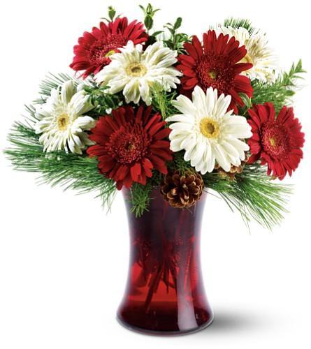 Christmas Gerbera SPECIAL - Blooms of Paradise
