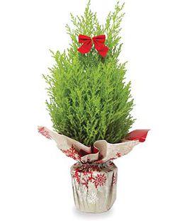 Festive Lemon Cypress Christmas Tree by Blooms Of Paradise