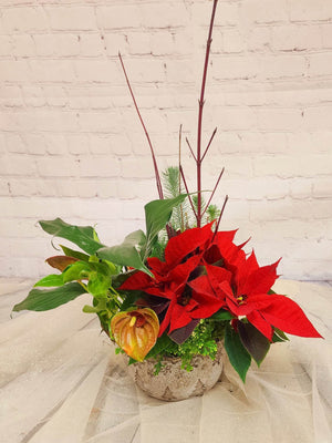 Luxury Holiday Planter - Blooms of Paradise