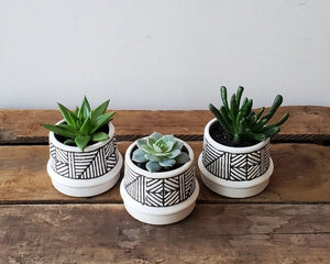 Elegant potted succulent for home and office decor