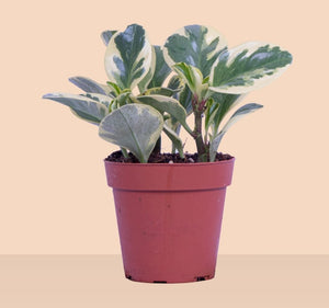 Peperomia Obtusifolia - Blooms of Paradise