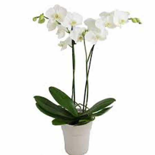 Phalaenopsis White Orchid Plant in bloom
