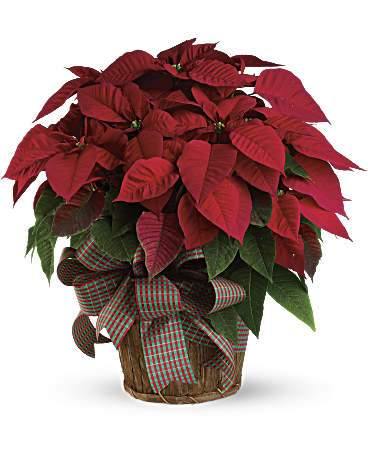 Poinsettia in a Basket for Christmas decoration from Blooms Of Paradise