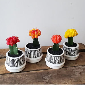Decorative Potted Moon Cactus - Ideal Indoor Succulent Plant