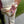 Load image into Gallery viewer, PROM FLOWERS - Blooms of Paradise
