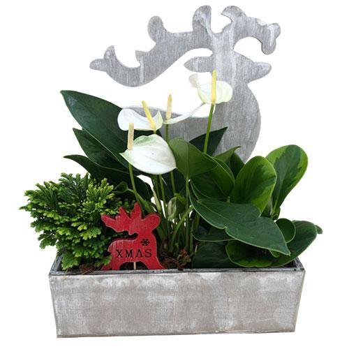 Reindeer Planter - Blooms of Paradise