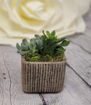 Succulent Pot - Blooms of Paradise