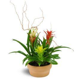 Triple Bromeliad Garden - Blooms of Paradise